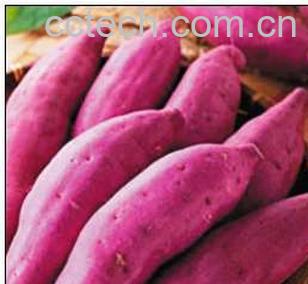 果蔬百科红薯-0