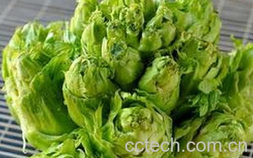 果蔬百科儿菜的功效与作用-0