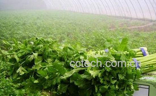 果蔬百科方菜-0