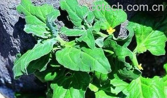 果蔬百科番杏-0