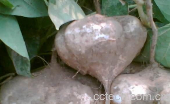 果蔬百科豆薯-0