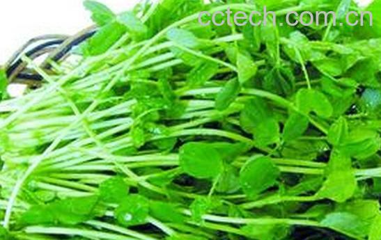 果蔬百科豆苗-0