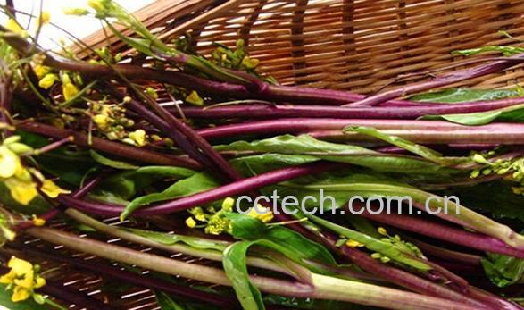 果蔬百科菜薹-0