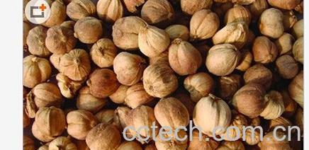 果蔬百科豆蔻-0