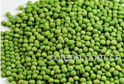 果蔬百科绿豆-0