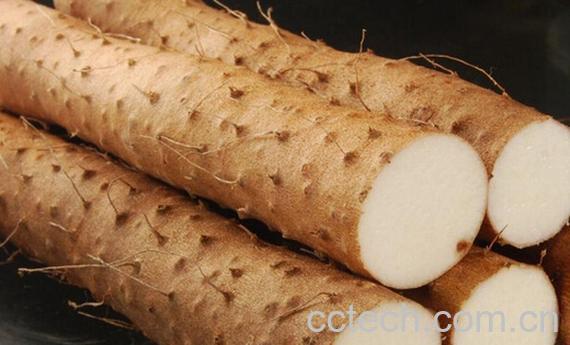 果蔬百科铁棍山药-0