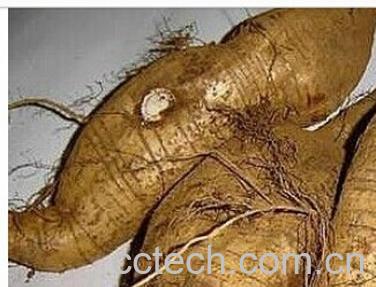 果蔬百科粉葛-0