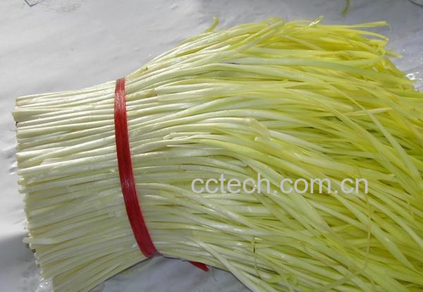 果蔬百科松叶菊-0