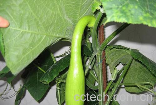 果蔬百科砍瓜-0