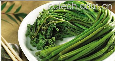 果蔬百科蕨菜-0