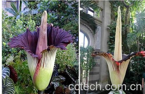 果蔬百科魔芋-0