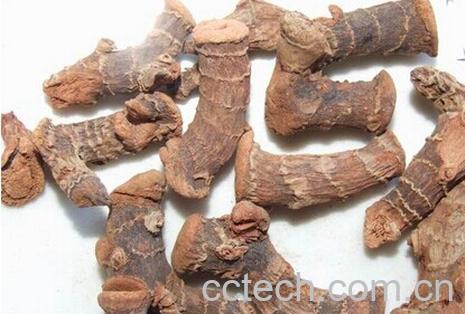 果蔬百科高良姜-0