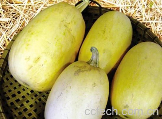 果蔬百科鱼翅瓜-0