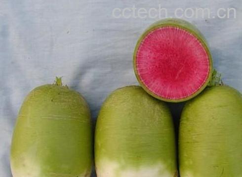 果蔬百科心里美-0