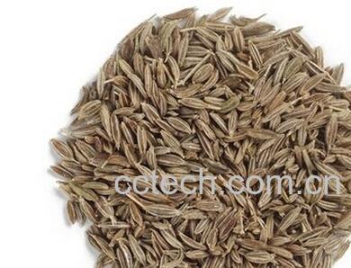 果蔬百科孜然-0