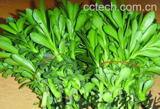 果蔬百科养心菜-0