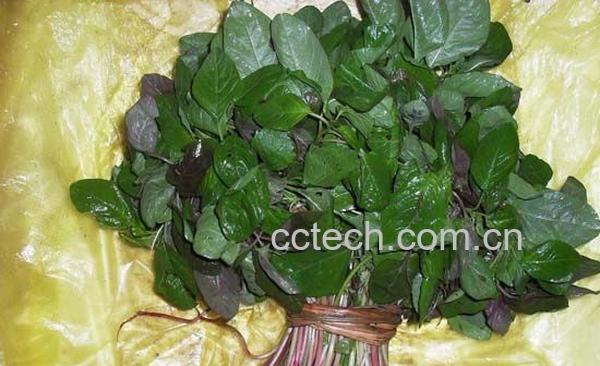 果蔬百科香麦菜-0