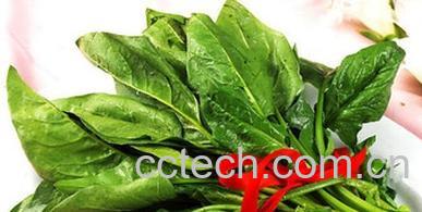 果蔬百科洋菠菜-0