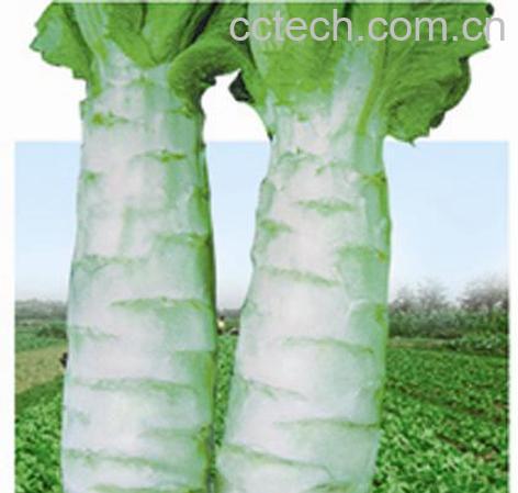 果蔬百科雁翎笋-0