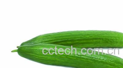 果蔬百科小青瓜-0