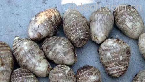 果蔬百科香沙芋-0