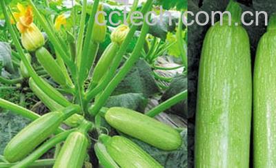 果蔬百科西葫芦-0