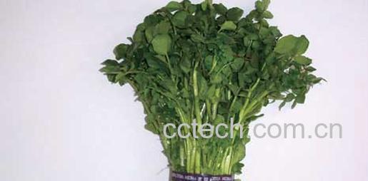 果蔬百科西洋菜-0