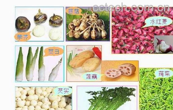 果蔬百科水八鲜-0