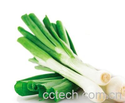 果蔬百科大葱-0