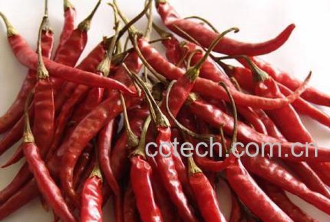 果蔬百科天鹰椒-0