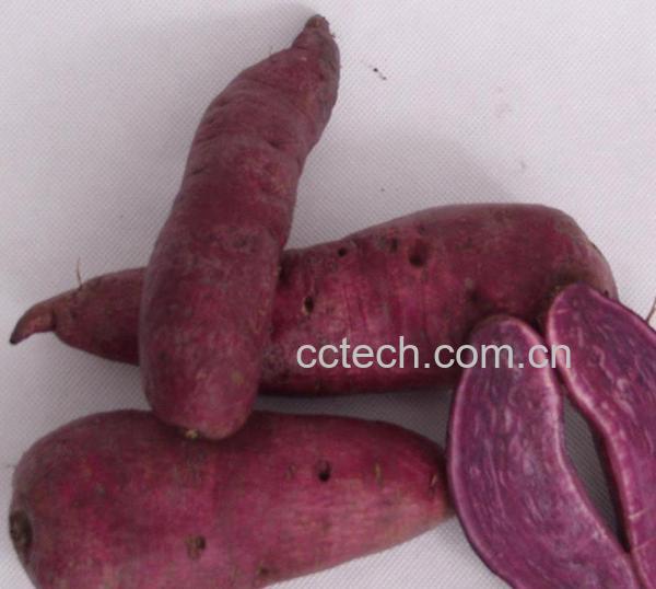果蔬百科紫薯-0