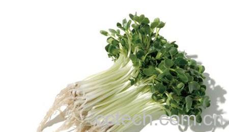 果蔬百科豌豆芽-0