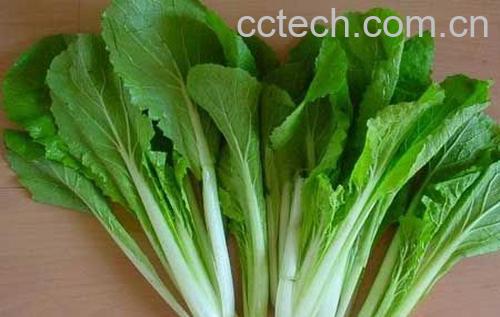 果蔬百科小白菜-0
