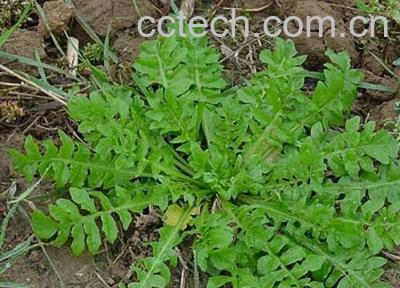 果蔬百科沙芥菜-0