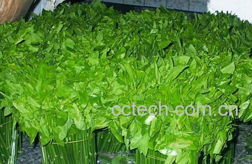 果蔬百科树仔菜-0