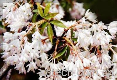 果蔬百科树花菜-0