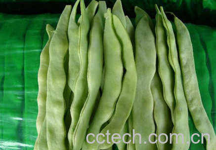 果蔬百科四季豆-0