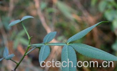 果蔬百科竹叶椒-0