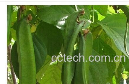 果蔬百科刀豆-0