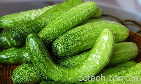 果蔬百科黄瓜-0