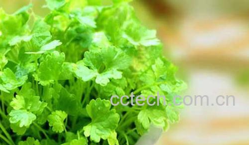 果蔬百科芫荽-0