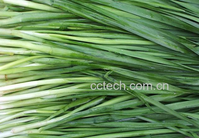 果蔬百科韭菜不能和什么一起吃-0