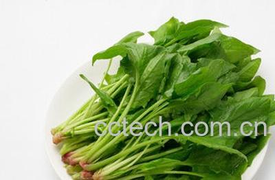 果蔬百科不能和菠菜一起吃的食物-0