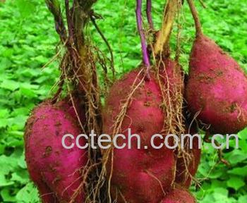 果蔬百科红薯-0