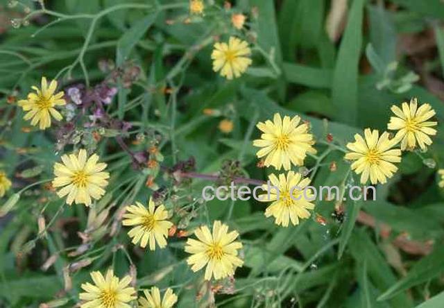 果蔬百科兔儿菜的功效与作用-0