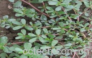 果蔬百科野生马齿苋-0