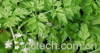 果蔬百科野菜-0