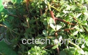 果蔬百科野生马齿苋-0