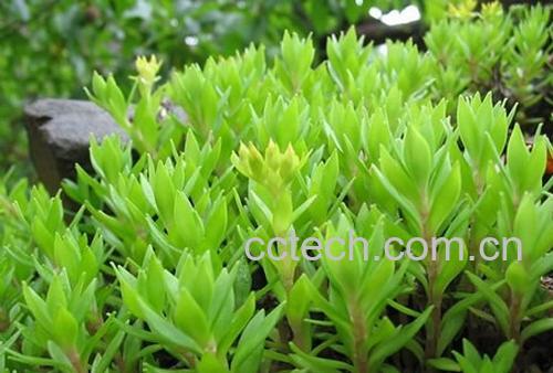 果蔬百科灰灰菜的吃法和营养价值-0