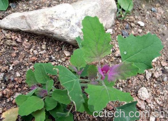 果蔬百科灰灰菜的功效与作用及禁忌-0